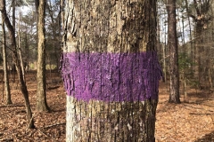 Local property line marked with purple no trespassing paint.