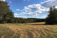 Once overgrown now a tamed field.