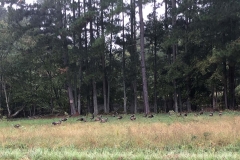 Turkey chufa plot in Creedmoor.
