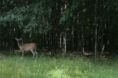 Deerplot – small backyard deer plot in Granville County.