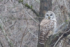 Owl – with proper habitat and management wildlife can thrive right in your backyard.