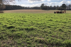 Wheatplot – Freshly planted and fertilized wheat plot in Wake Forest.