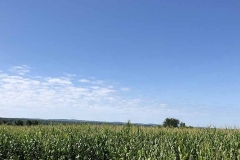 Triad corn plot.